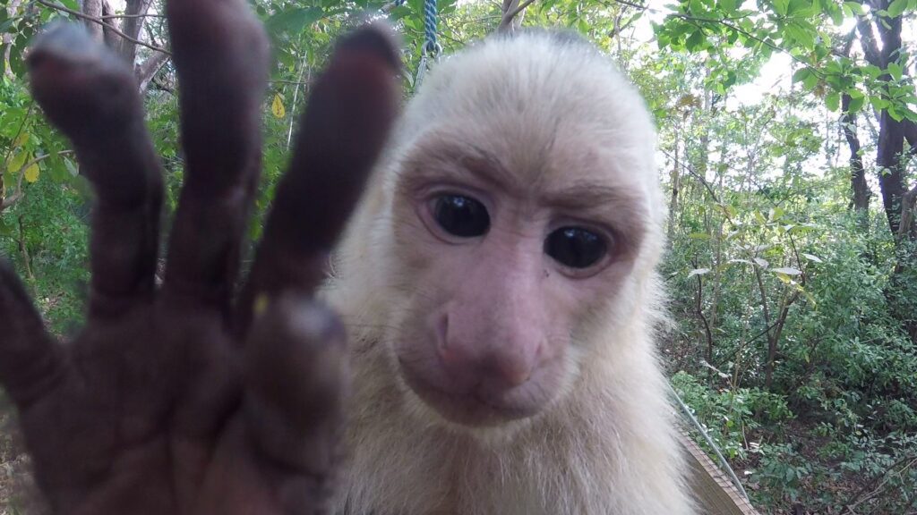 Close-up photo of a white-faced capuchin