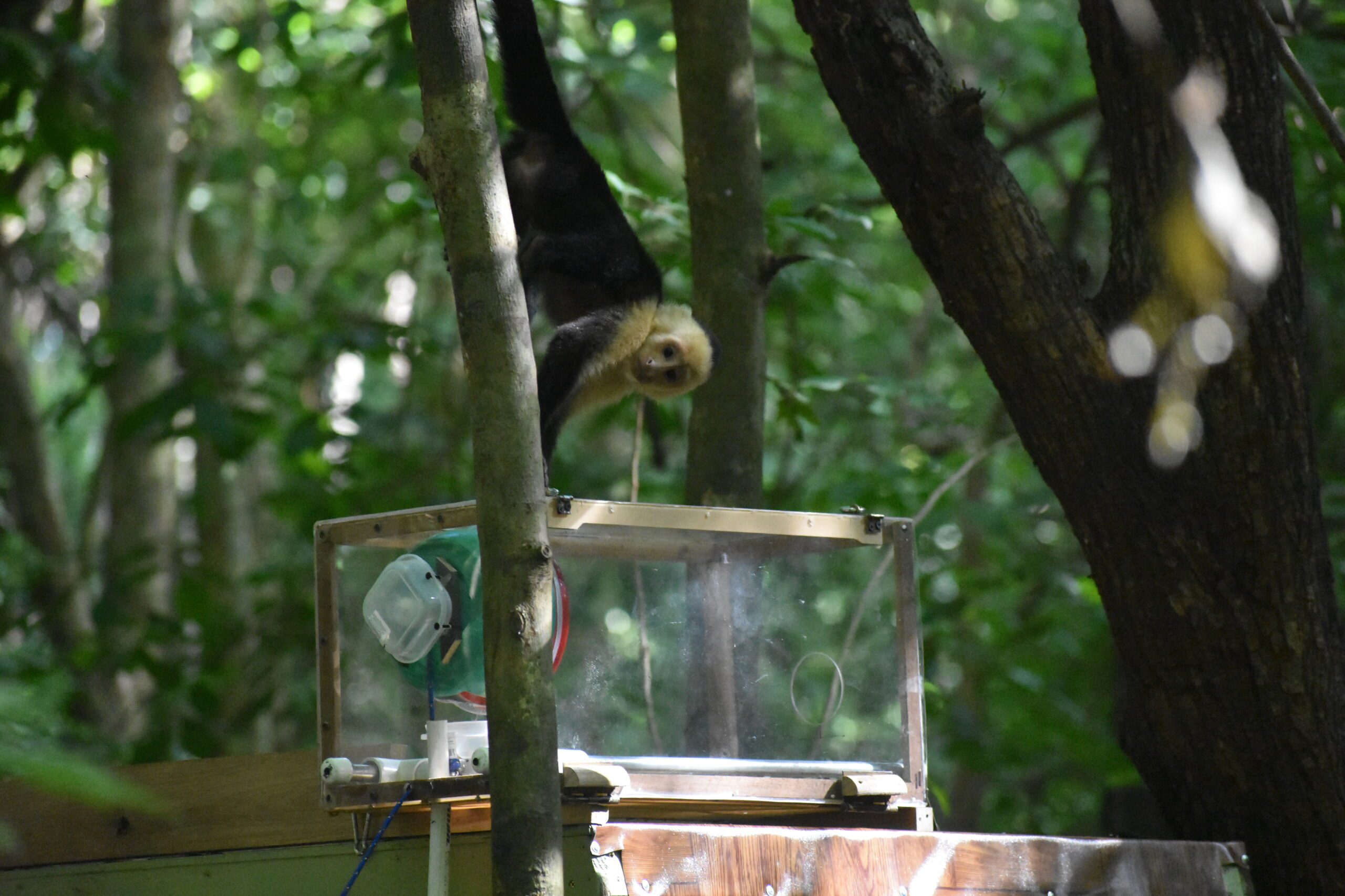 Photo of a white faced capuchin approaching a puzzle box