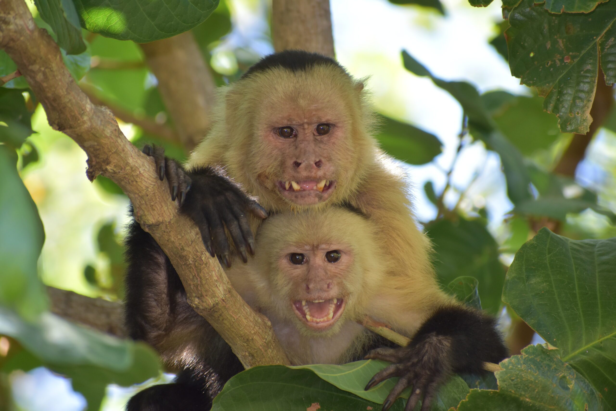 Close-up photo of two white faced capuchins