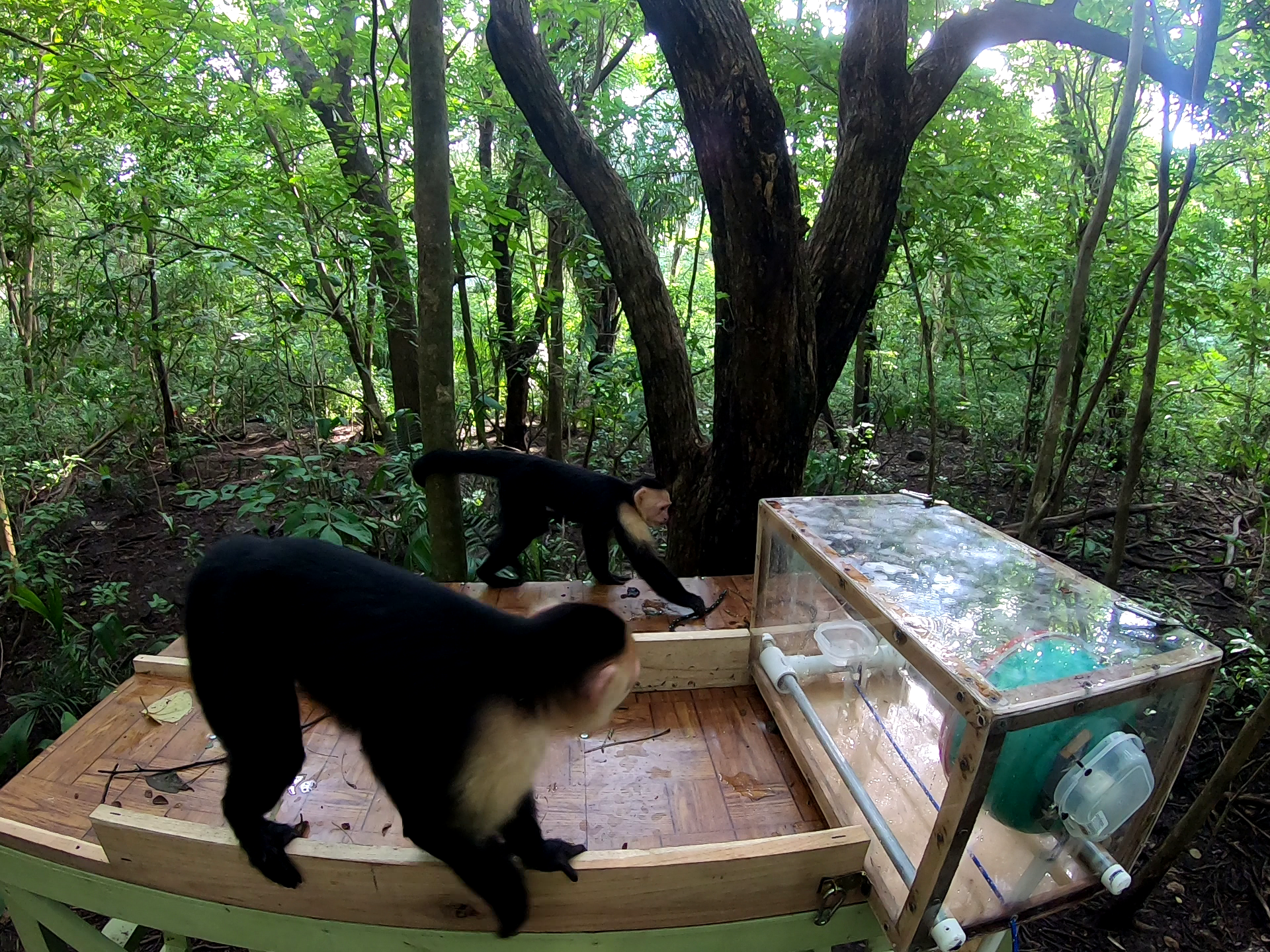 Photo of capuchins interacting on a platform