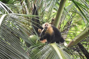 Photo of a white-faced capuchin