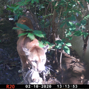 Photo of a puma at Taboga