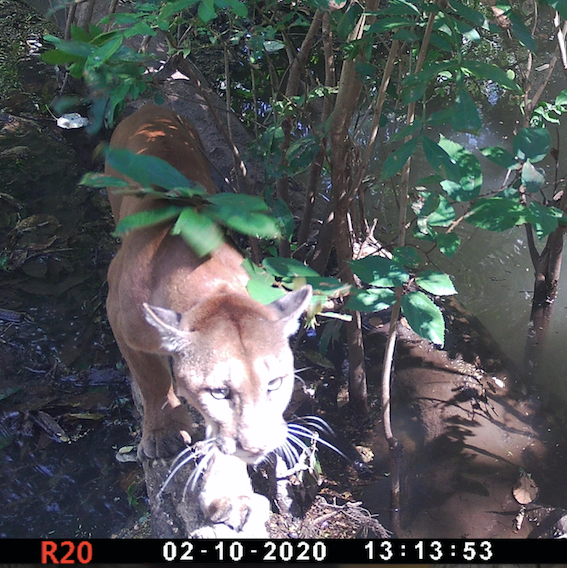 Photo of a puma at Taboga