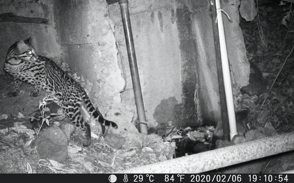 Photo of an ocelot at Taboga