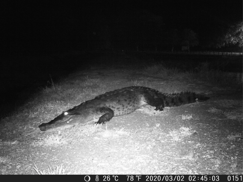 Photo of a crocodile at Taboga
